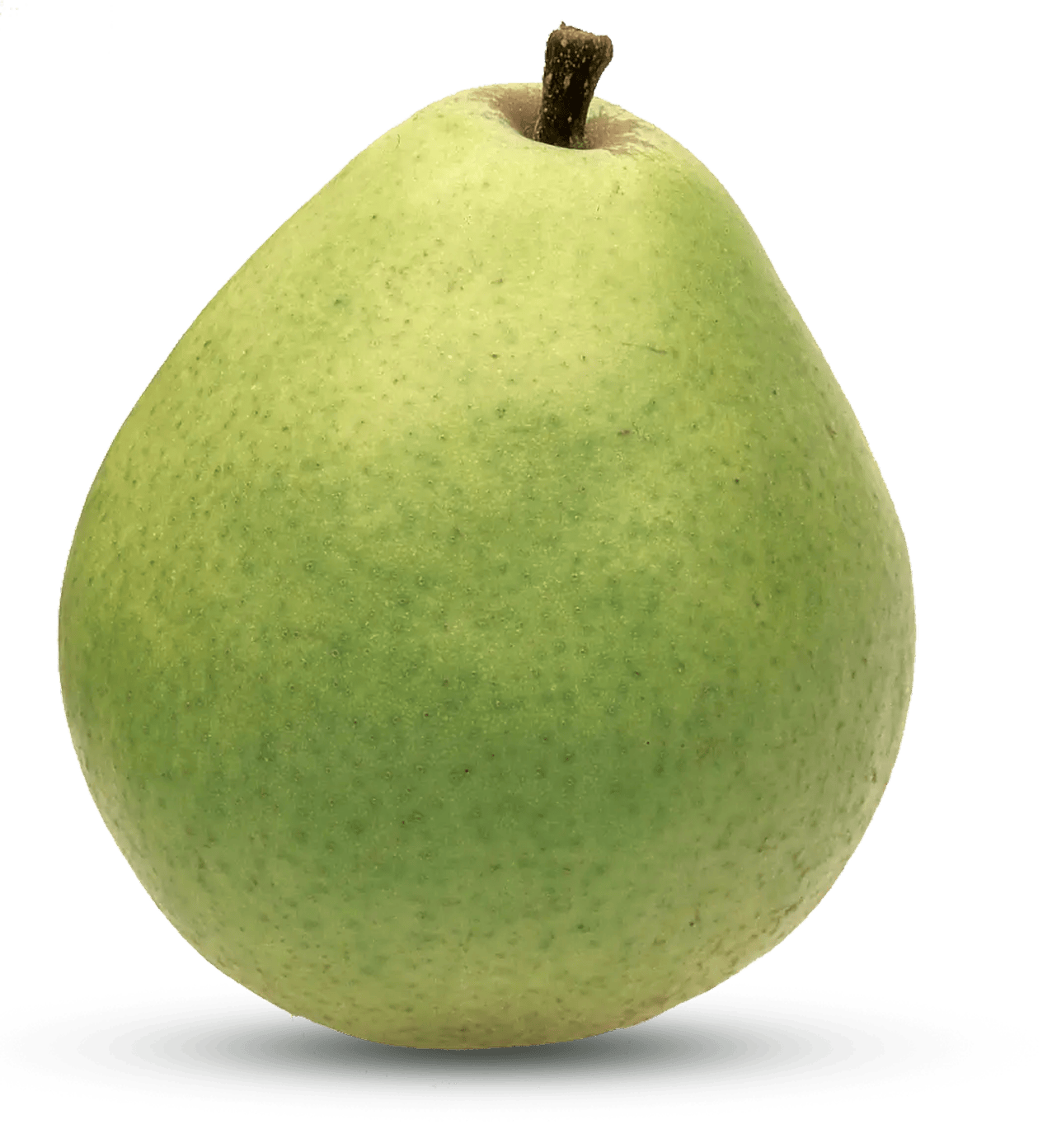 Close-up of a fresh green Anjou pear standing upright on a plain background with soft natural shadow beneath