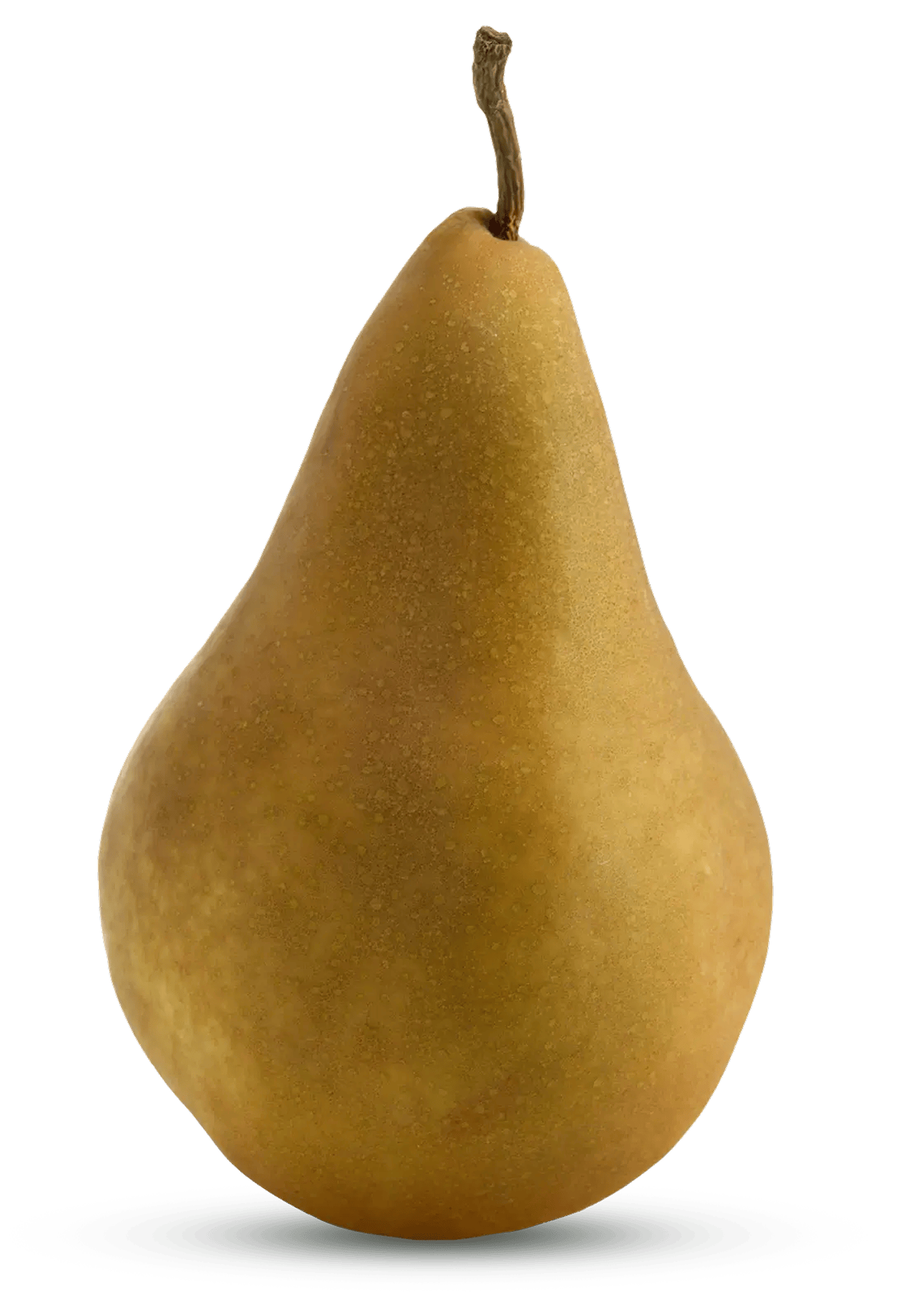 Golden-brown Bosc pear standing on white, elongated neck and matte russeted skin, slender curved stem and tapered base clearly visible.