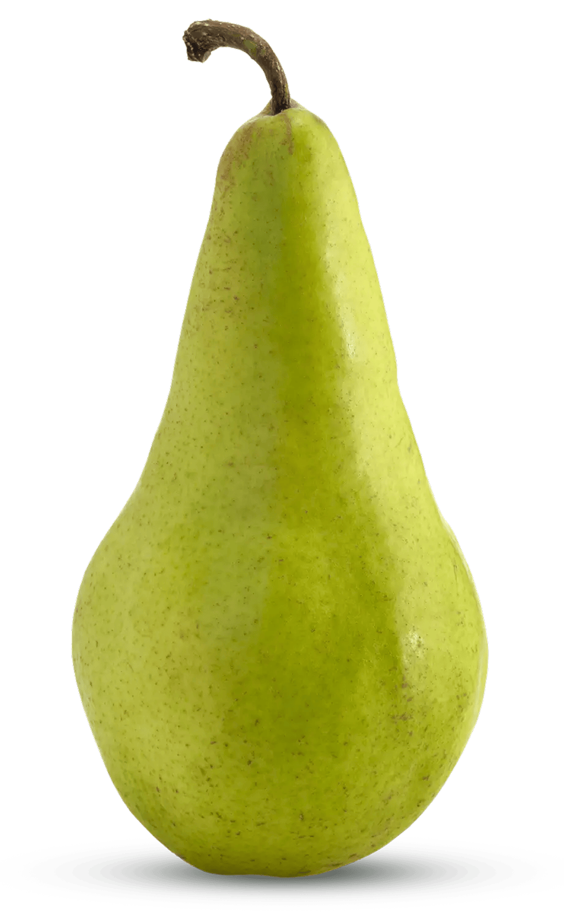 Concorde pear standing upright with smooth green skin and elongated neck, slender curved stem and elegant tapered silhouette.