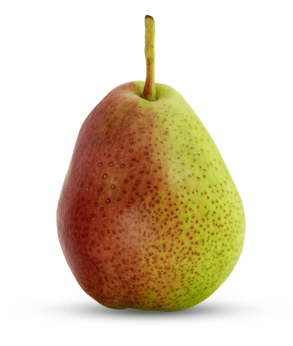 Small Forelle pear upright on white, green skin with crimson blush and freckles, compact bell shape with short straight stem.