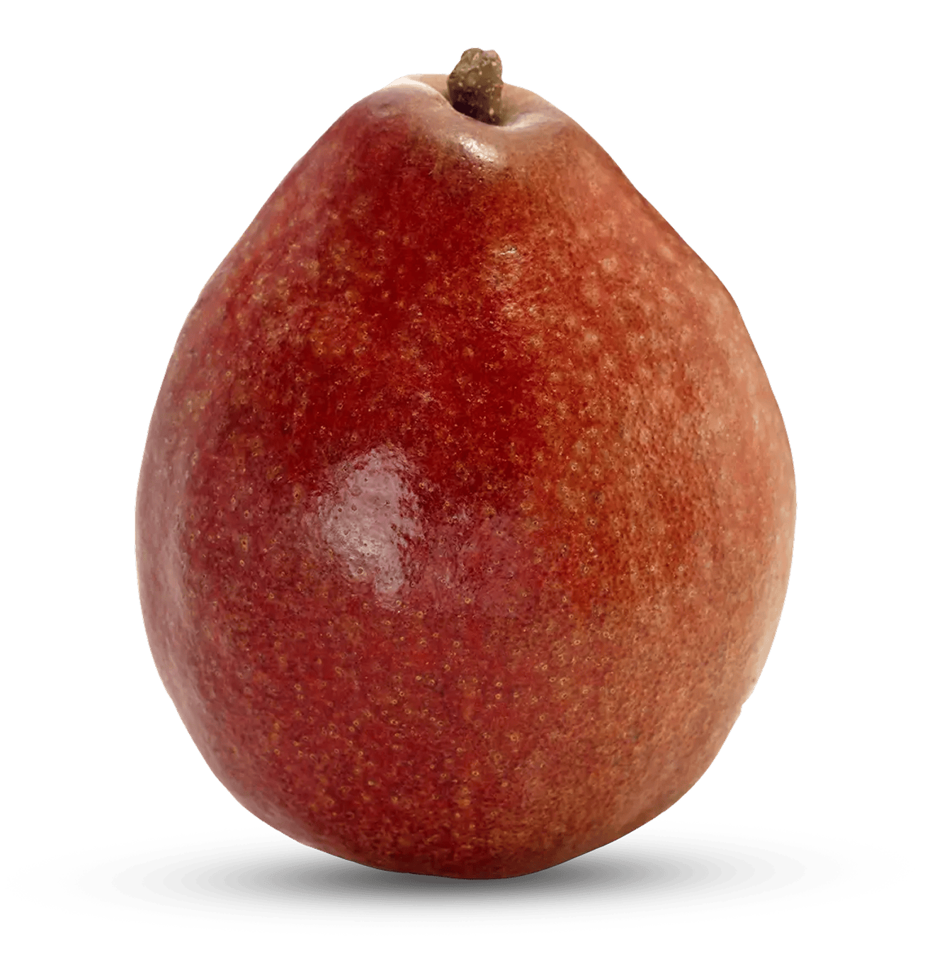 Whole Red Anjou pear with deep crimson skin on white background.