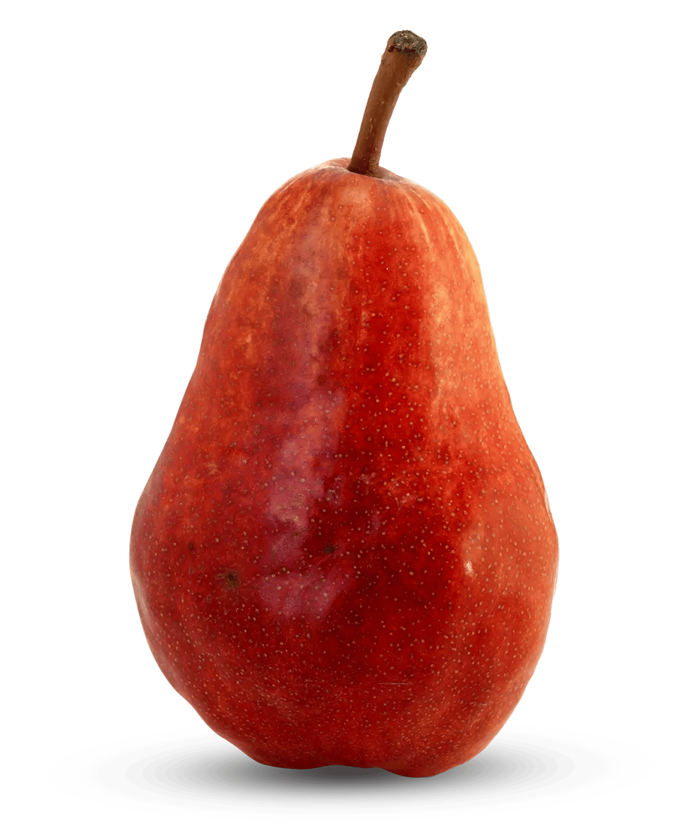 Red Bartlett pear upright on white background with smooth shiny skin.