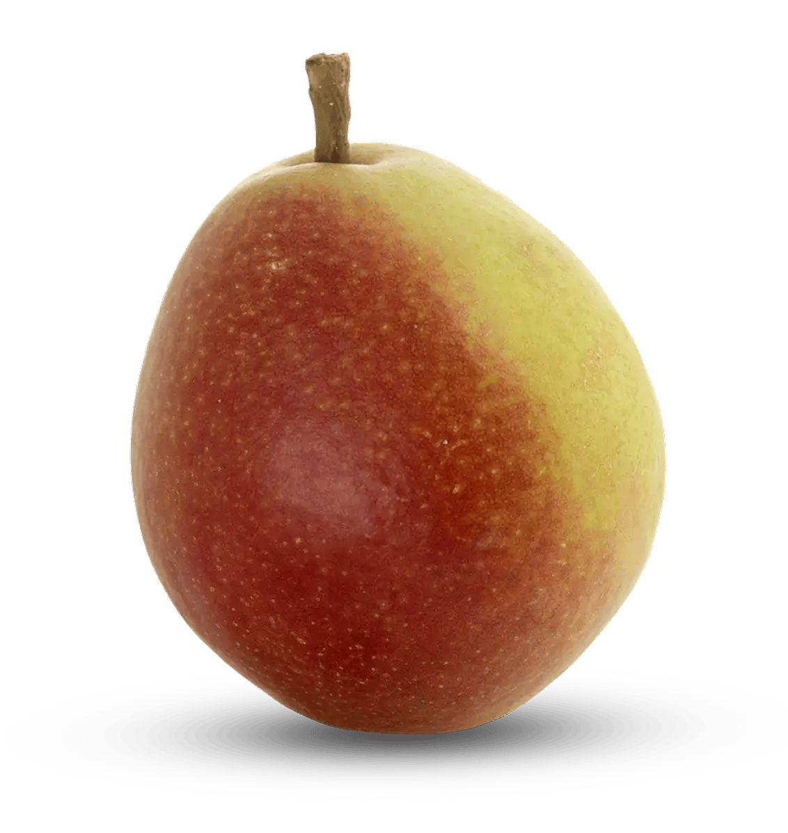 Small Seckel pear with greenish-red blush and smooth matte skin upright on white.