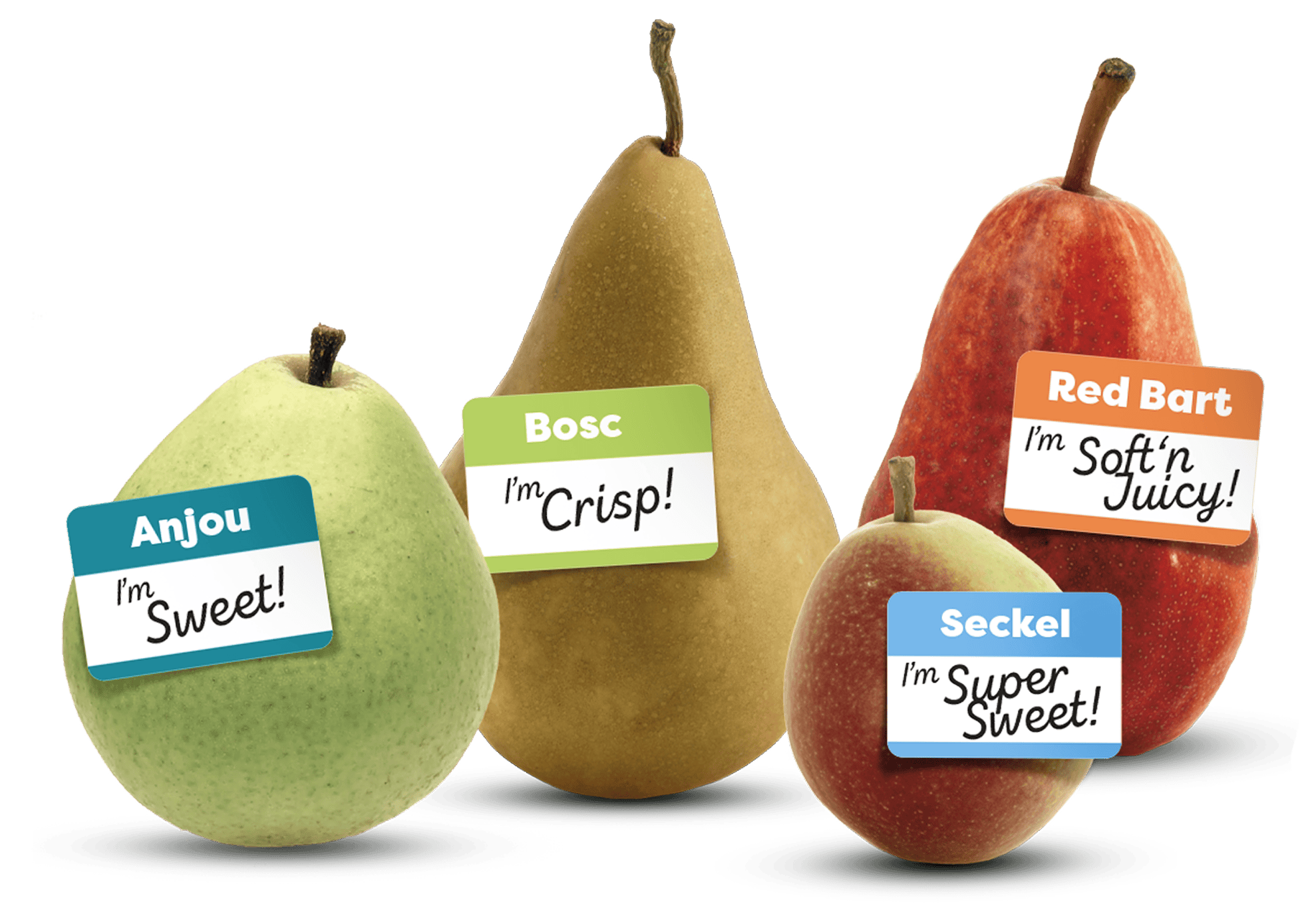 Collection of labeled pear varieties with identifying name tags on white background.