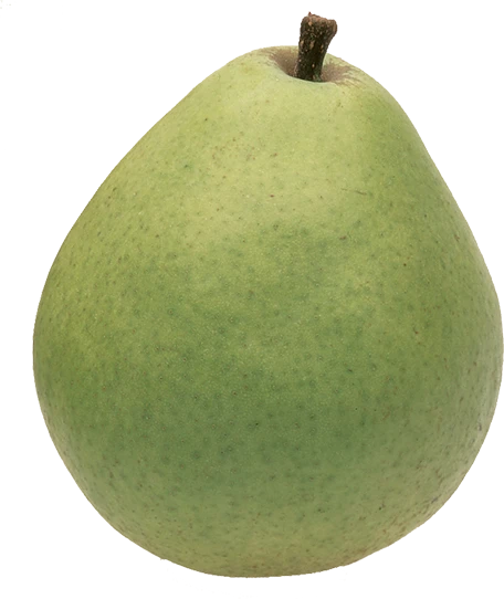 Green Anjou pear isolated on white background, smooth matte skin and rounded form, compact stem and clean studio lighting.