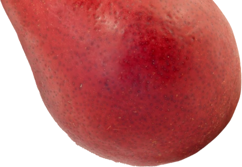 Starkrimson pear portion on white showing vivid red skin texture and gentle curve of the fruit, minimal composition and detail.