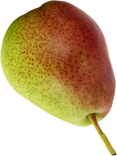 Forelle pear on white, small bell shape with green skin freckled and blushed red, short upright stem and polished glossy surface.