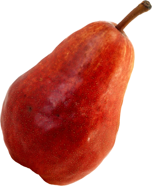 Red Bartlett pear on white background, deep crimson skin with fine speckles, classic rounded shape and a gently curved stem.